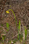 Green pitcherplant